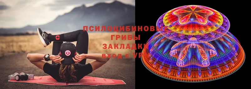 Псилоцибиновые грибы Psilocybe  Улан-Удэ 